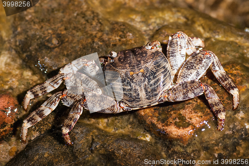 Image of Wet sea crab sitting on the stone