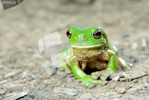 Image of green tree frog