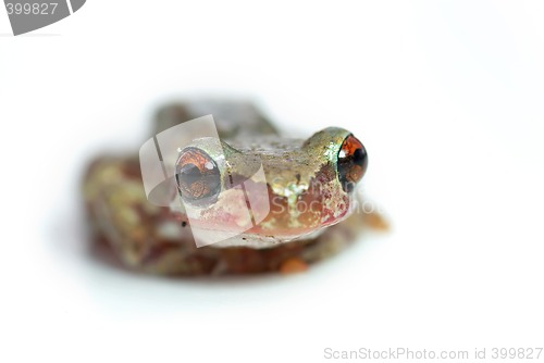 Image of red eye tree frog looking goofy