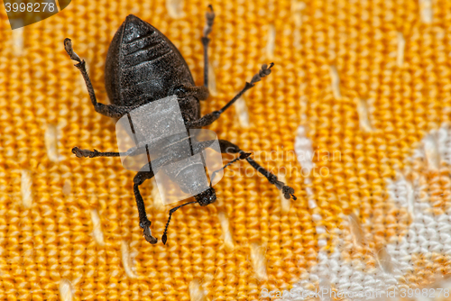 Image of Weevil bug on its back at orange fabric suggesting  death or helplessness