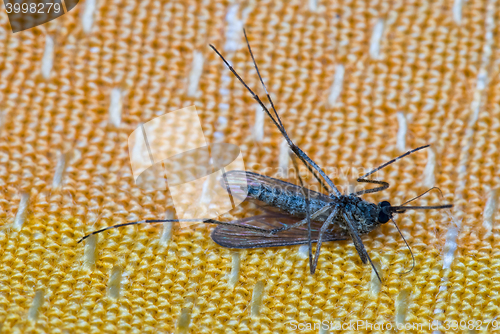 Image of dead mosquito on orange fabric background laying on its back