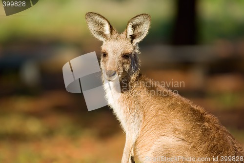 Image of kangaroo close up