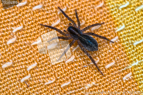 Image of spider sitting on orange fabric close-up macro shot