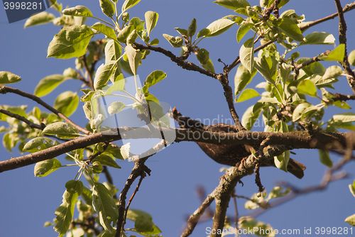Image of starling bird searching food for his nestling is sitting on appletree branch