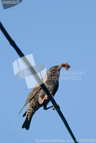 Image of starling bird searching food for his nestling