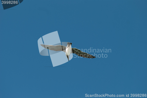 Image of The bird flying in the blue sky