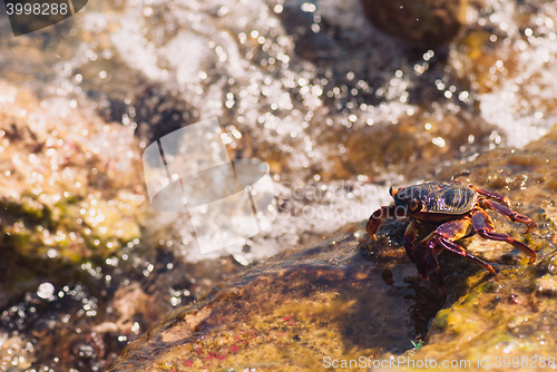 Image of Wet sea crab on the stone on a sunny summer day