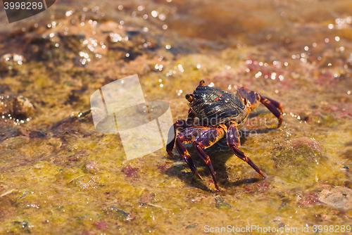 Image of Wet sea crab on the stone on a sunny summer day