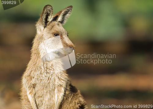 Image of eastern grey kangaroo