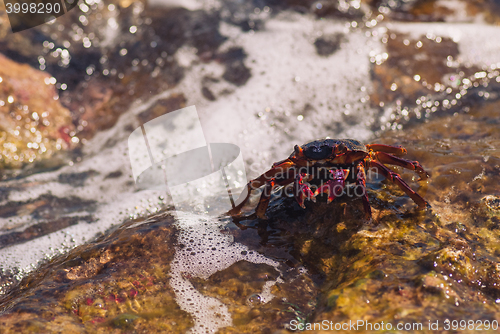 Image of Wet sea crab on the stone on a sunny summer day