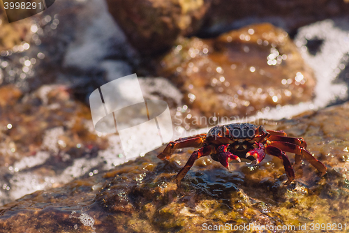 Image of Wet sea crab on the stone on a sunny summer day