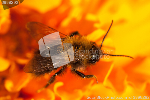 Image of bee on the orange flower with copyspace