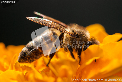 Image of bee on the orange flower with copyspace