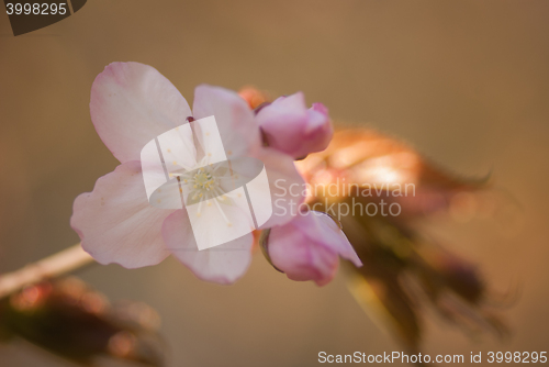 Image of Cherry blossom or  Sakura flower with warm background