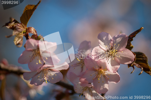 Image of Cherry blossom or  Sakura flower with blue sky