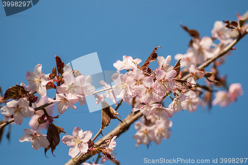 Image of Cherry blossom or  Sakura flower with blue sky