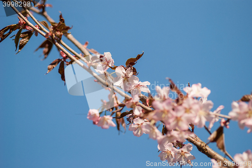 Image of Cherry blossom or  Sakura flower with blue sky