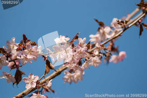 Image of Cherry blossom or  Sakura flower with blue sky