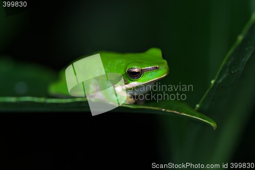 Image of frog just sitting on a leaf