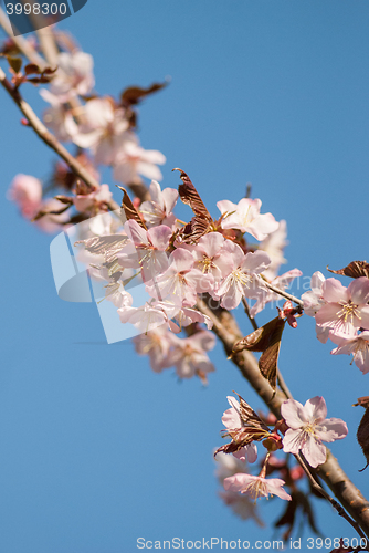 Image of Cherry blossom or  Sakura flower with blue sky