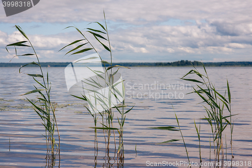 Image of Beautiful summer lake, reeds in the foreground , on  background of forest and sky