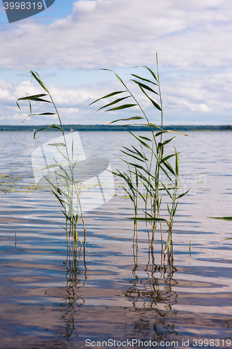 Image of Beautiful summer lake, reeds in the foreground , on  background of forest and sky. Vertical image