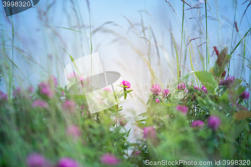 Image of Blooming clover field with a blue background