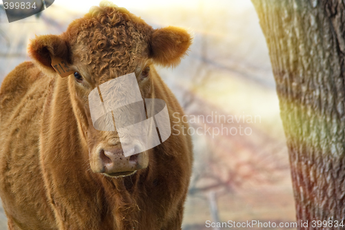 Image of morning cow