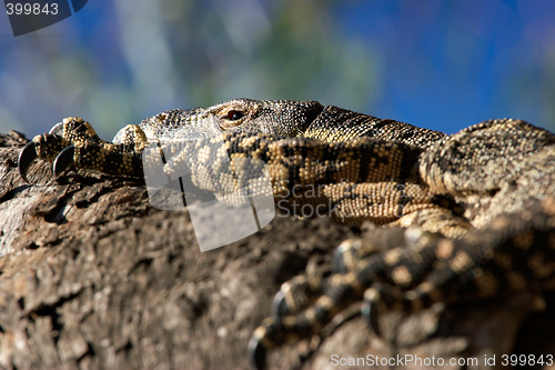 Image of resting goanna