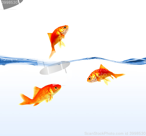 Image of gold fishes on water isolated