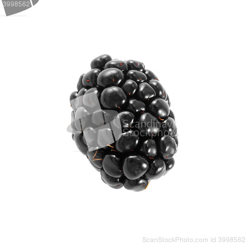 Image of Single blackberry isolated on a white background