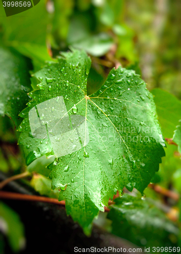 Image of grape leaf with water drops