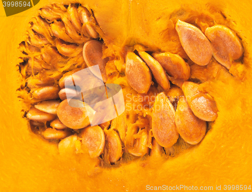 Image of Piece of pumpkin close up