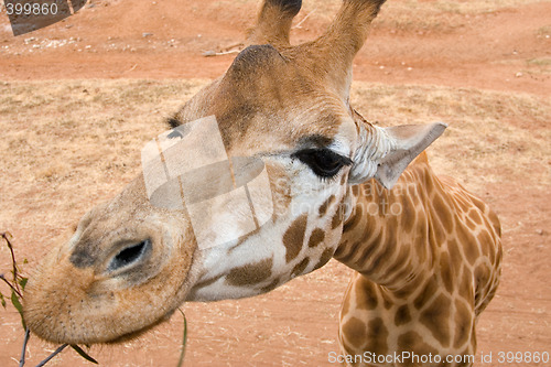 Image of giraffe up close