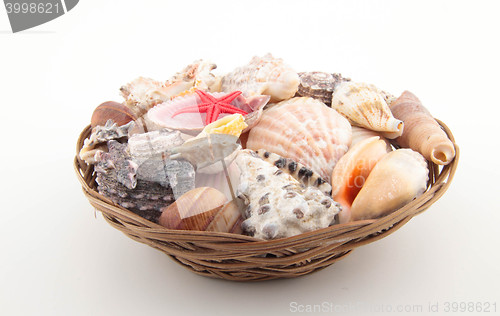Image of different shells on basket
