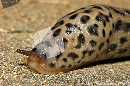 Image of grumpy the slug