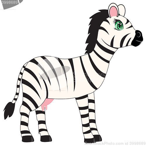 Image of Animal zebra on white background