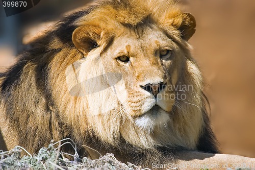 Image of lion