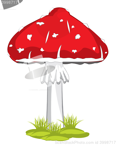 Image of Mushroom fly agaric