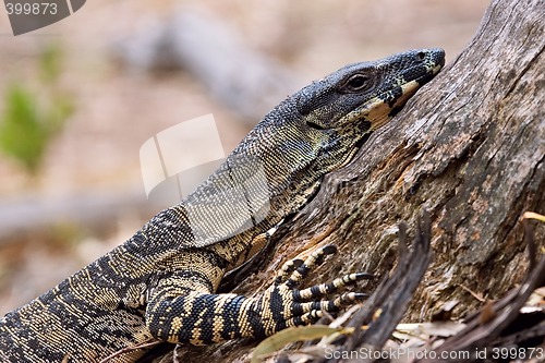 Image of lace monitor