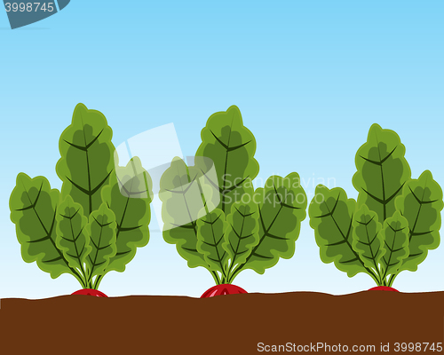 Image of Vegetable radish in ground