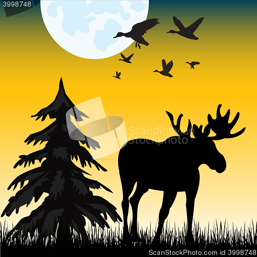 Image of Moose on glade