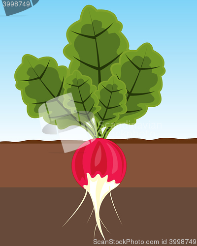 Image of Vegetable radish in land