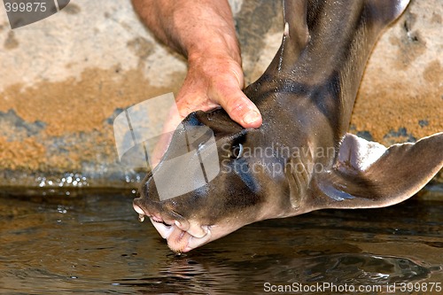 Image of small port jackson shark