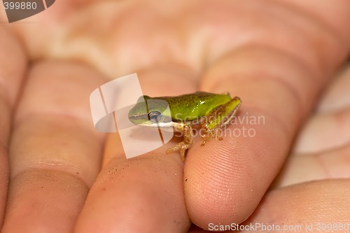 Image of litoria fallax