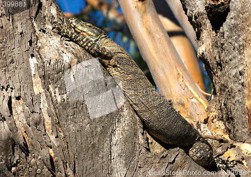 Image of goanna in tree