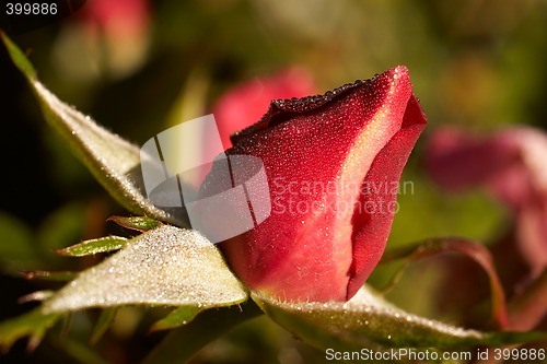 Image of rosebud in the dew