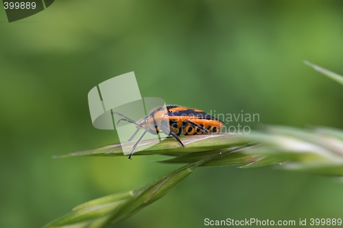 Image of shield beetle