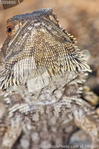 Image of lizard head raised