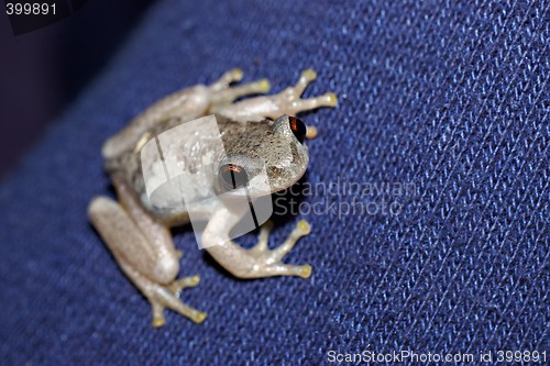 Image of litoria dentata